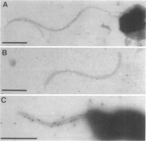 https://cdn.ncbi.nlm.nih.gov/pmc/blobs/4799/208154/674dd3a35e9b/jbacter00105-0222-b.jpg