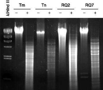 https://cdn.ncbi.nlm.nih.gov/pmc/blobs/479f/5637354/dd7061a7fdb3/40793_2017_271_Fig9_HTML.jpg