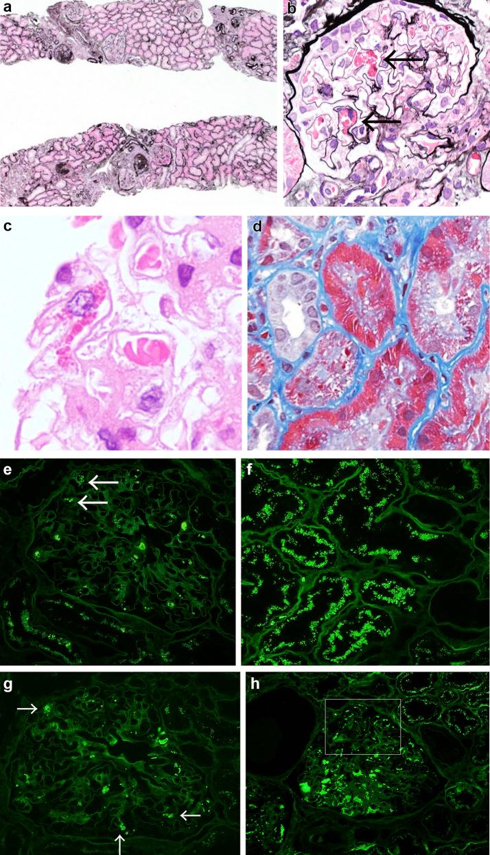https://cdn.ncbi.nlm.nih.gov/pmc/blobs/47a0/6943784/c0de88929421/gr1a.jpg