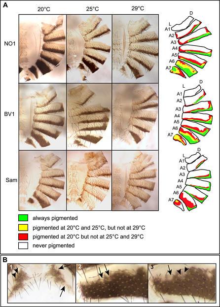 https://cdn.ncbi.nlm.nih.gov/pmc/blobs/47a1/1802829/8d535a507289/pgen.0030030.g001.jpg