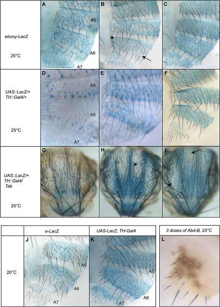 https://cdn.ncbi.nlm.nih.gov/pmc/blobs/47a1/1802829/ef9871b53e90/pgen.0030030.g004.jpg