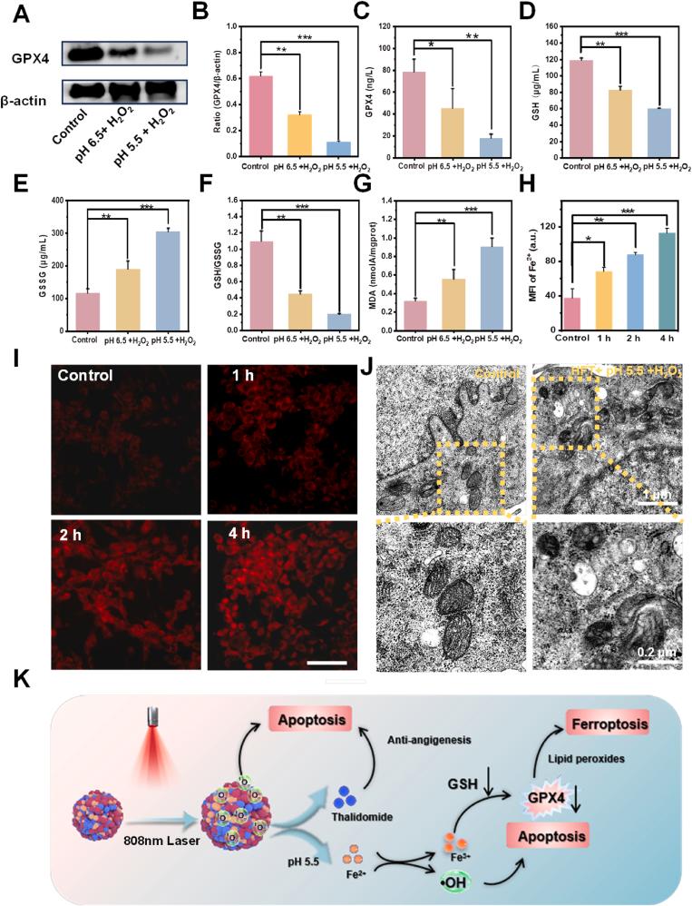 https://cdn.ncbi.nlm.nih.gov/pmc/blobs/47a4/11986554/adf122c66690/gr5.jpg