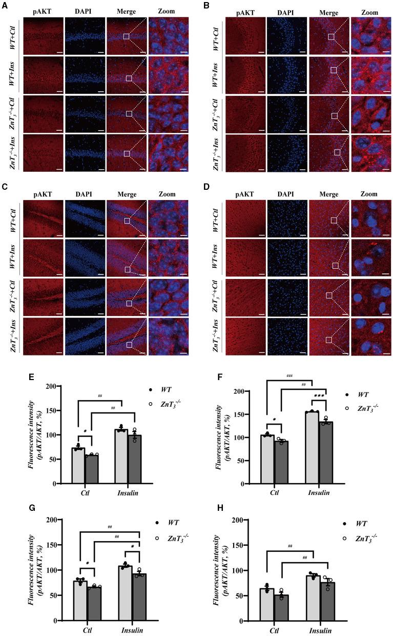https://cdn.ncbi.nlm.nih.gov/pmc/blobs/47a8/11130425/fb2f65afffd0/fnmol-17-1375925-g0006.jpg