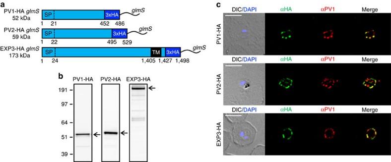 https://cdn.ncbi.nlm.nih.gov/pmc/blobs/47a8/5508133/bac08eb71659/ncomms16044-f4.jpg