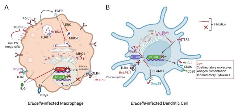 https://cdn.ncbi.nlm.nih.gov/pmc/blobs/47a8/9324529/d12f9e9225ad/microorganisms-10-01260-g001.jpg