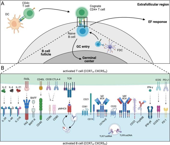 https://cdn.ncbi.nlm.nih.gov/pmc/blobs/47ab/11803499/5ea97eac9ff0/IMR-330-0-g005.jpg