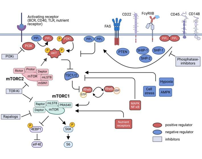 https://cdn.ncbi.nlm.nih.gov/pmc/blobs/47ab/11803499/e39cdb91393f/IMR-330-0-g003.jpg