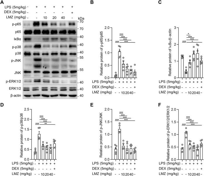 https://cdn.ncbi.nlm.nih.gov/pmc/blobs/47ac/10484514/fbe1630d25fb/fphar-14-1236469-g003.jpg