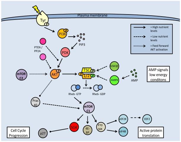 https://cdn.ncbi.nlm.nih.gov/pmc/blobs/47ac/2808051/4c047567adbf/ijbsv06p0009g06.jpg