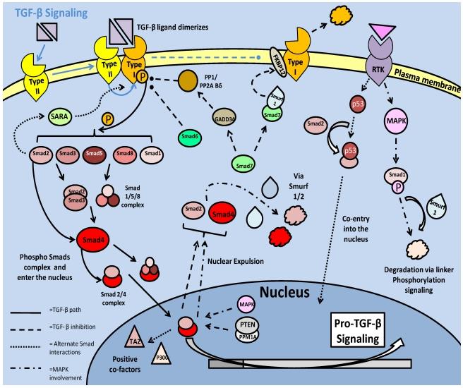 https://cdn.ncbi.nlm.nih.gov/pmc/blobs/47ac/2808051/ad24ecf6fe73/ijbsv06p0009g04.jpg