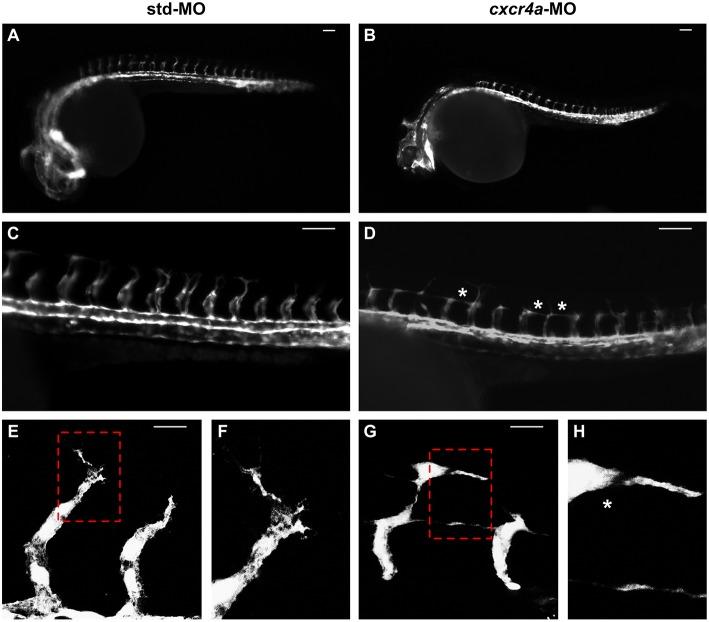 https://cdn.ncbi.nlm.nih.gov/pmc/blobs/47ad/6529557/850fb81397cf/fimmu-10-01092-g0008.jpg
