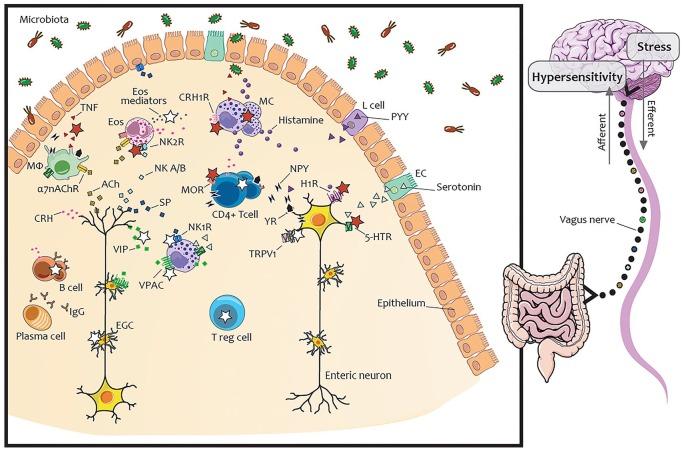 https://cdn.ncbi.nlm.nih.gov/pmc/blobs/47ad/7153177/5a57f7a2c0f5/10.1177_1756284820910630-fig1.jpg