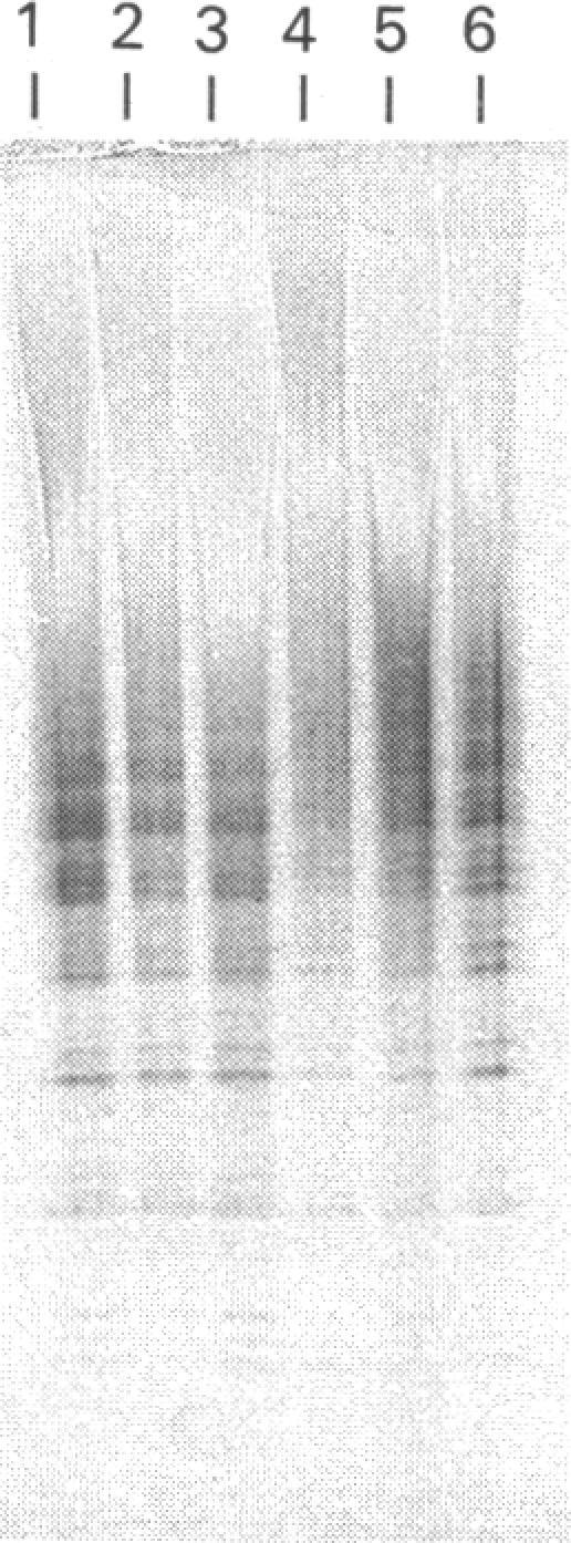 https://cdn.ncbi.nlm.nih.gov/pmc/blobs/47af/1150014/0a1a6583e714/biochemj00162-0078-a.jpg