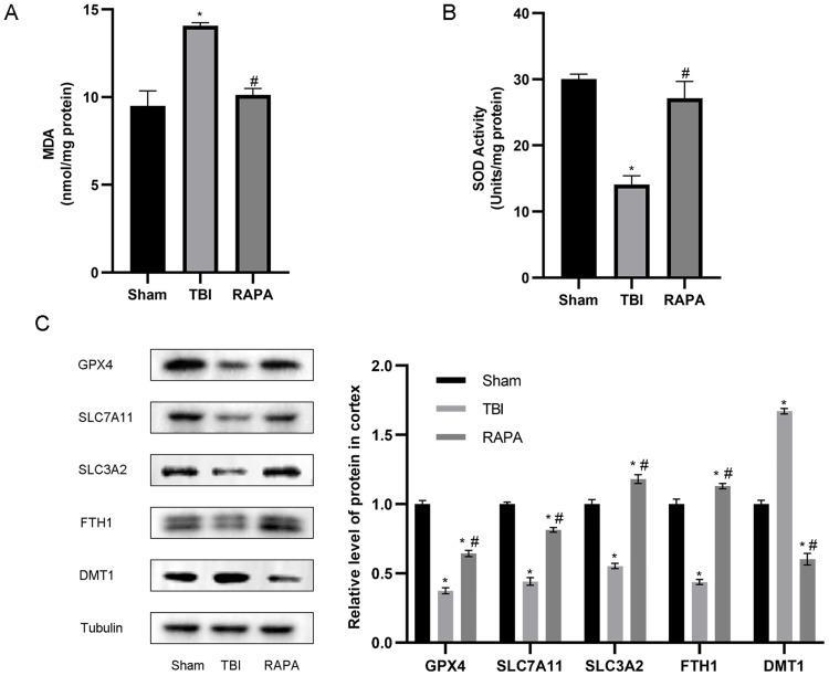 https://cdn.ncbi.nlm.nih.gov/pmc/blobs/47b0/12000915/14d4bad7ff75/IJN-20-4503-g0007.jpg