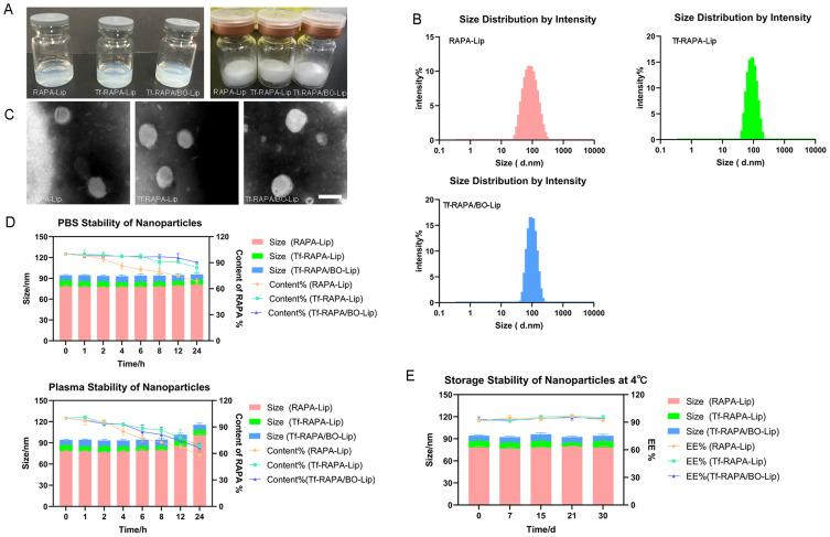 https://cdn.ncbi.nlm.nih.gov/pmc/blobs/47b0/12000915/46e0c56a8f34/IJN-20-4503-g0002.jpg