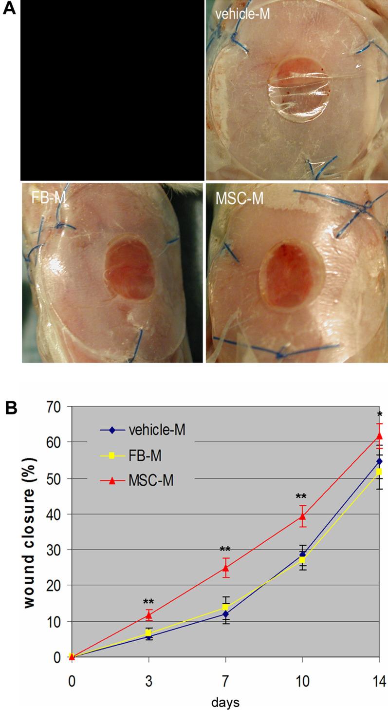 https://cdn.ncbi.nlm.nih.gov/pmc/blobs/47b5/2270908/09175898f4af/pone.0001886.g004.jpg