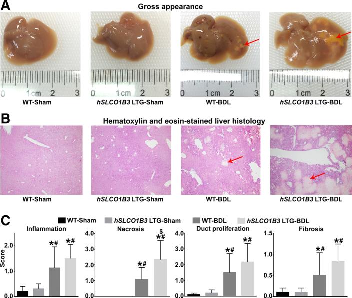 https://cdn.ncbi.nlm.nih.gov/pmc/blobs/47bb/10394288/dc6a61b91489/gr3.jpg