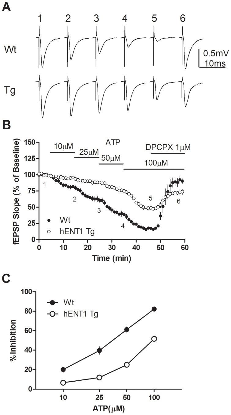 https://cdn.ncbi.nlm.nih.gov/pmc/blobs/47bb/3382561/75cec70a5f76/pone.0039772.g004.jpg