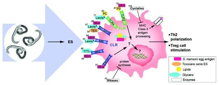 https://cdn.ncbi.nlm.nih.gov/pmc/blobs/47bc/3545949/eed4a67a17cd/viru-3-668-g1.jpg