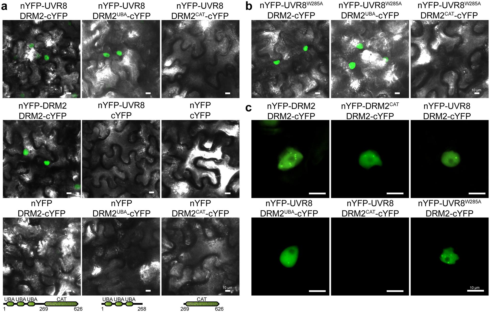 https://cdn.ncbi.nlm.nih.gov/pmc/blobs/47bf/7889724/e6d2d8a2450c/nihms-1656206-f0005.jpg