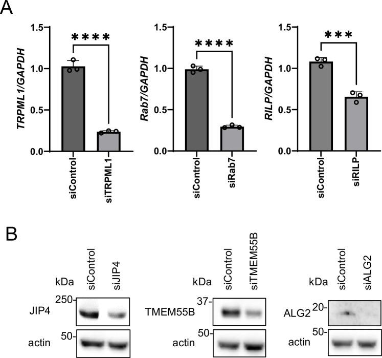 https://cdn.ncbi.nlm.nih.gov/pmc/blobs/47c2/11221835/d226c31b3bbc/elife-98649-fig4-figsupp1.jpg