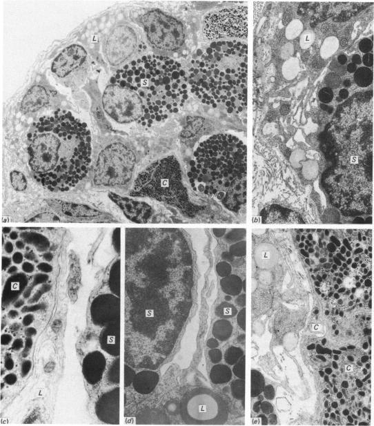 https://cdn.ncbi.nlm.nih.gov/pmc/blobs/47c6/1261595/f5deab75c287/janat00185-0119-a.jpg
