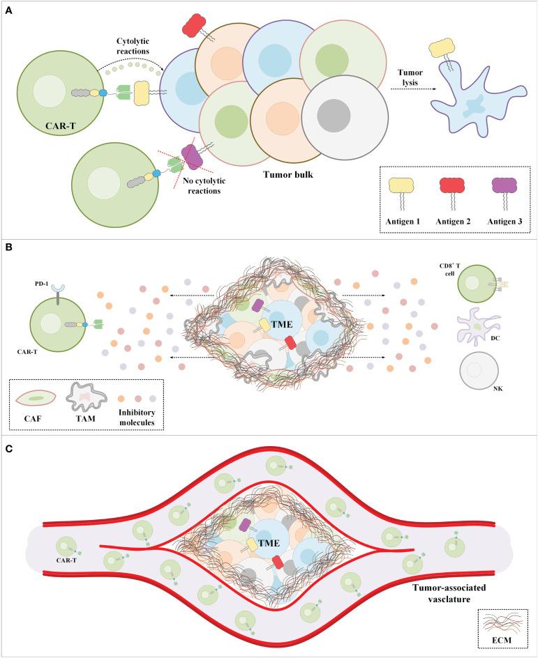 https://cdn.ncbi.nlm.nih.gov/pmc/blobs/47c9/9722775/99bb7a6c5342/fimmu-13-1018786-g003.jpg