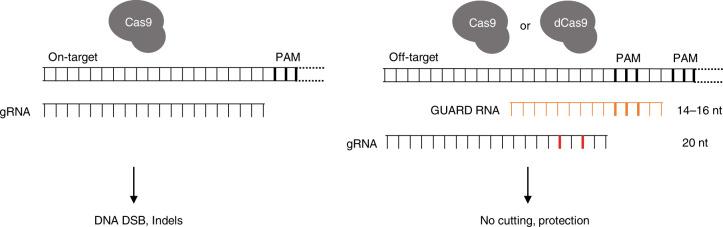 https://cdn.ncbi.nlm.nih.gov/pmc/blobs/47cc/7431537/b063c50fce6c/41467_2020_17952_Fig1_HTML.jpg