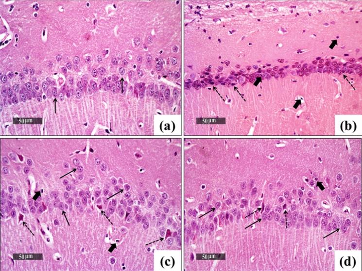 https://cdn.ncbi.nlm.nih.gov/pmc/blobs/47cd/11754386/09e60c2400d2/10534_2024_648_Fig11_HTML.jpg