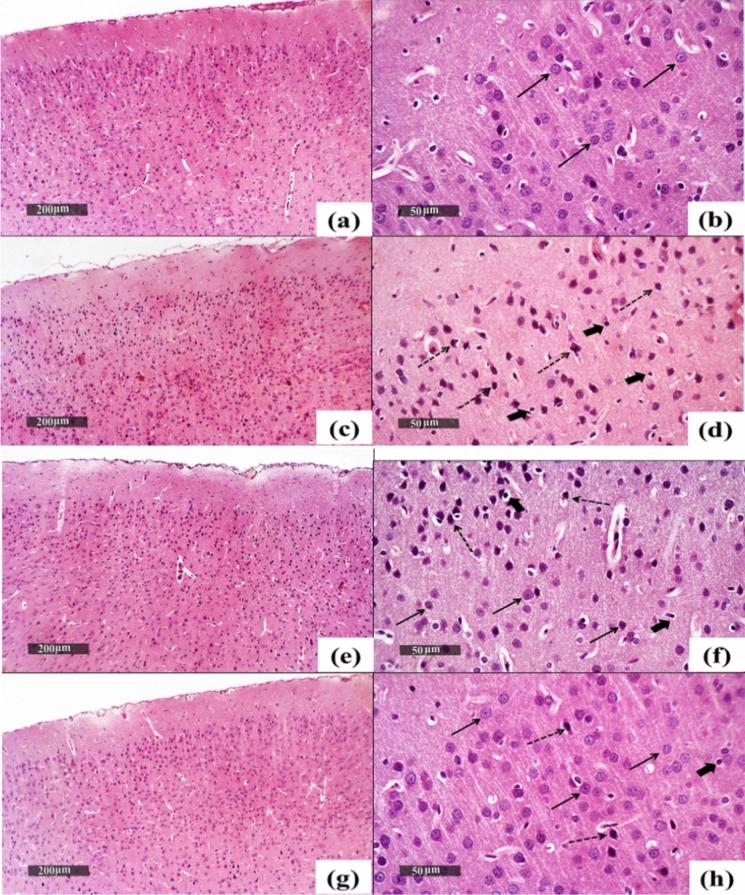 https://cdn.ncbi.nlm.nih.gov/pmc/blobs/47cd/11754386/5d146321a6ac/10534_2024_648_Fig10_HTML.jpg