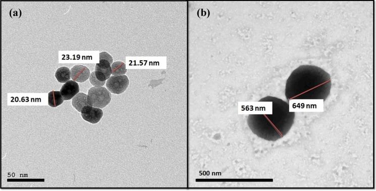 https://cdn.ncbi.nlm.nih.gov/pmc/blobs/47cd/11754386/767bebd20ed8/10534_2024_648_Fig3_HTML.jpg