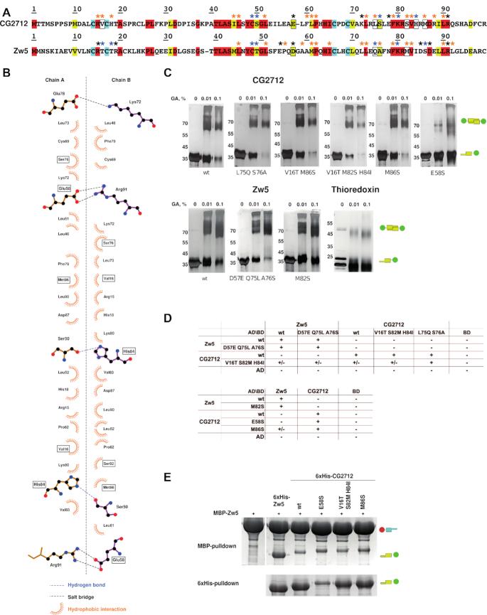 https://cdn.ncbi.nlm.nih.gov/pmc/blobs/47cd/7913770/2930c7796b2a/gkab061fig5.jpg