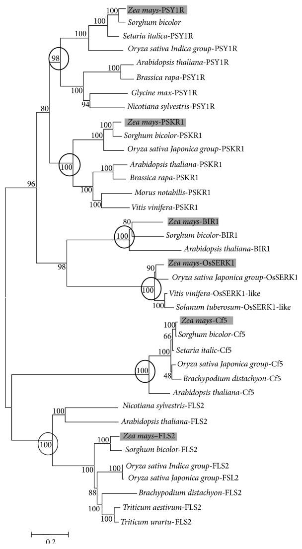 https://cdn.ncbi.nlm.nih.gov/pmc/blobs/47cf/4645488/1b60593ae7d9/IJG2015-231358.003.jpg
