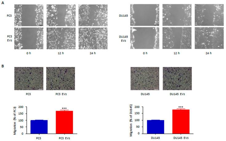 https://cdn.ncbi.nlm.nih.gov/pmc/blobs/47cf/9368412/116e52c06292/cells-11-02388-g003.jpg
