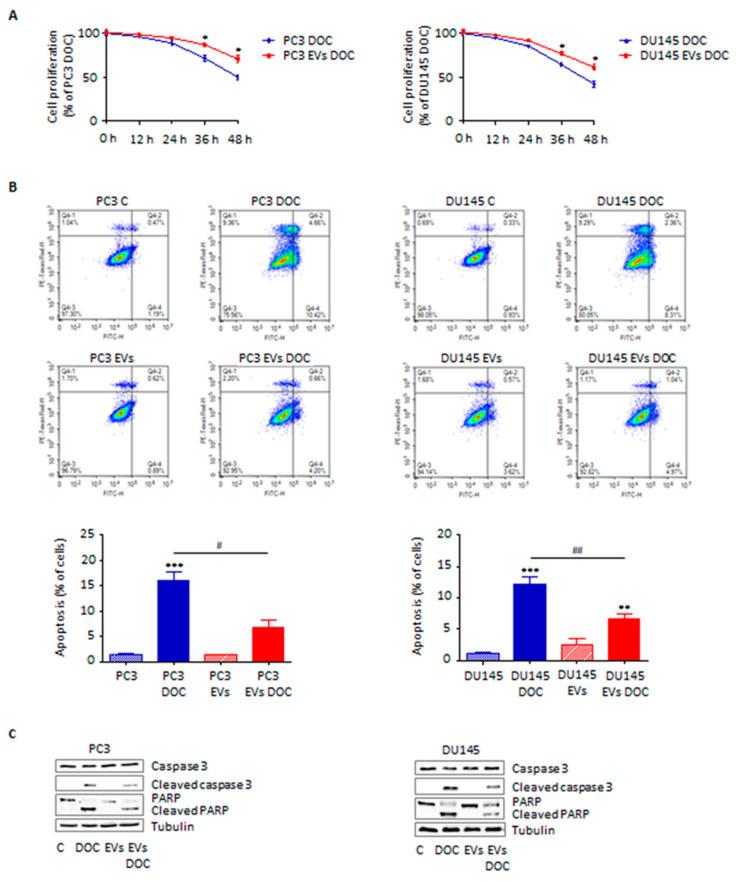 https://cdn.ncbi.nlm.nih.gov/pmc/blobs/47cf/9368412/6d6884c30434/cells-11-02388-g004.jpg