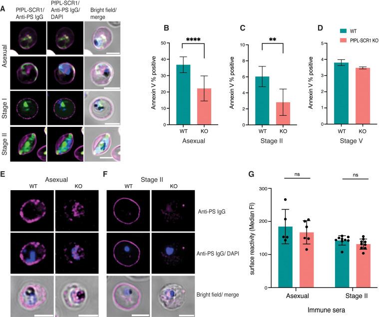 https://cdn.ncbi.nlm.nih.gov/pmc/blobs/47d2/12091884/76a214aaa208/ppat.1013110.g004.jpg