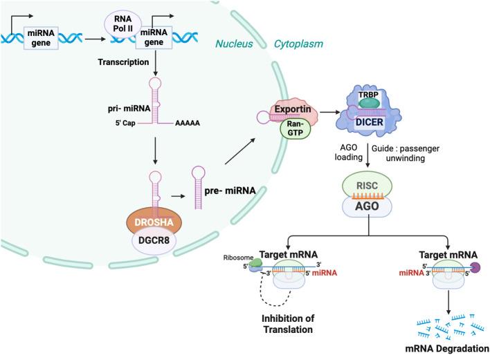 https://cdn.ncbi.nlm.nih.gov/pmc/blobs/47d5/11985438/0640b73be486/fendo-16-1530374-g001.jpg