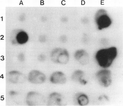 https://cdn.ncbi.nlm.nih.gov/pmc/blobs/47da/201399/cf8ba77a883c/aem00020-0082-a.jpg