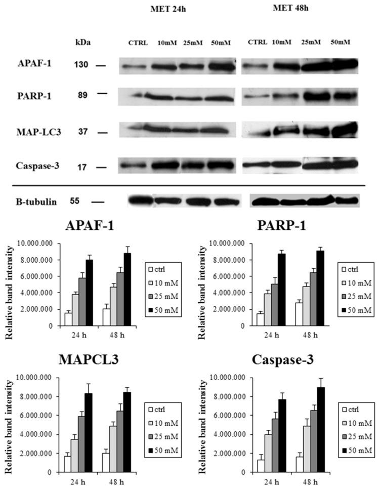 https://cdn.ncbi.nlm.nih.gov/pmc/blobs/47dd/5983851/a646109c5cba/ijms-19-01478-g005.jpg