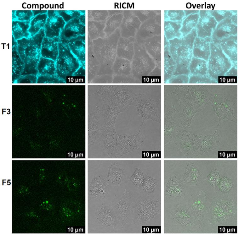 https://cdn.ncbi.nlm.nih.gov/pmc/blobs/47e0/11171523/6dd937a87bc5/ijms-25-05724-g007.jpg