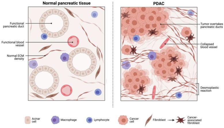 https://cdn.ncbi.nlm.nih.gov/pmc/blobs/47e6/10486452/ec8f39312342/cancers-15-04265-g001.jpg