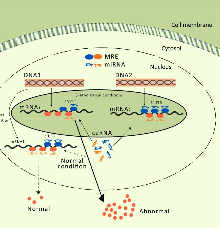 https://cdn.ncbi.nlm.nih.gov/pmc/blobs/47e8/11779718/0cba13d73795/fonc-14-1522491-g002.jpg