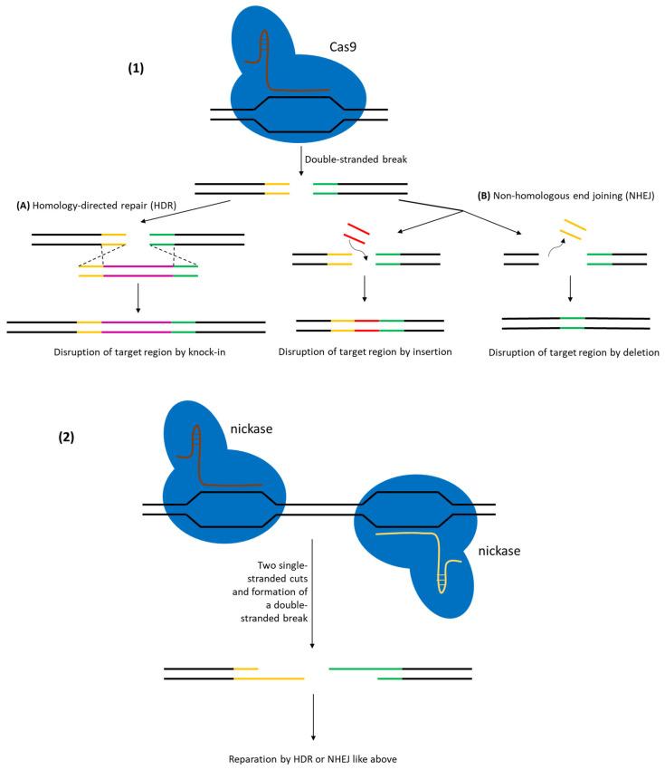 https://cdn.ncbi.nlm.nih.gov/pmc/blobs/47f0/12347395/107bafc797a8/ijms-26-07483-g005.jpg