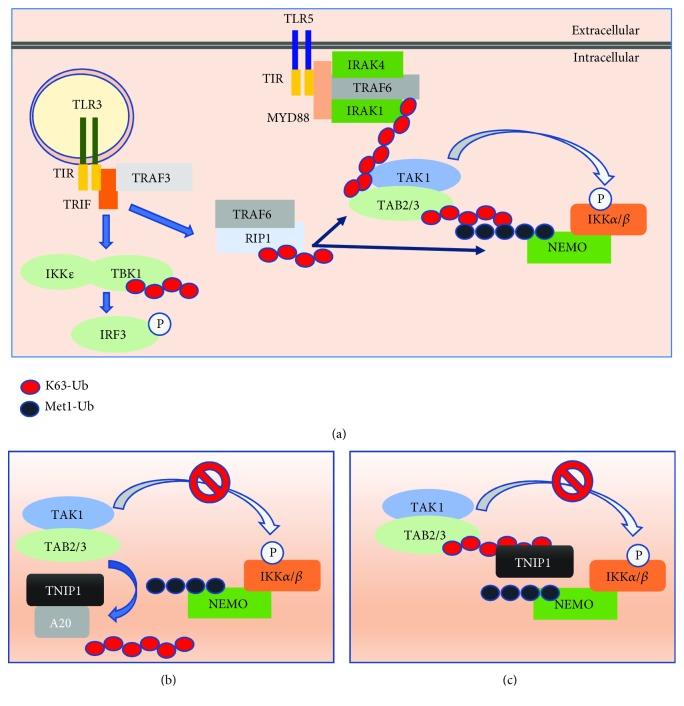 https://cdn.ncbi.nlm.nih.gov/pmc/blobs/47f4/6192141/80c1e9004393/JIR2018-3491269.001.jpg