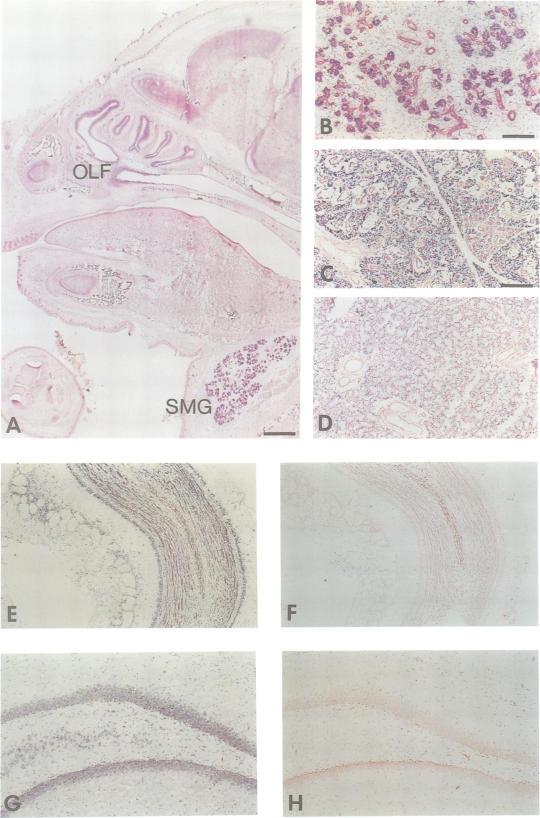 https://cdn.ncbi.nlm.nih.gov/pmc/blobs/47f9/449917/9121fd008c14/emboj00001-0059-a.jpg