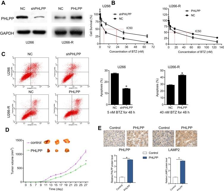 https://cdn.ncbi.nlm.nih.gov/pmc/blobs/47fb/6969690/b15cf1efe8c2/OTT-13-401-g0002.jpg