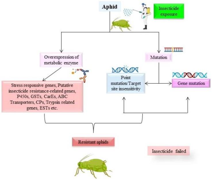 https://cdn.ncbi.nlm.nih.gov/pmc/blobs/47ff/10094857/0112810f779d/ijms-24-06750-g001.jpg
