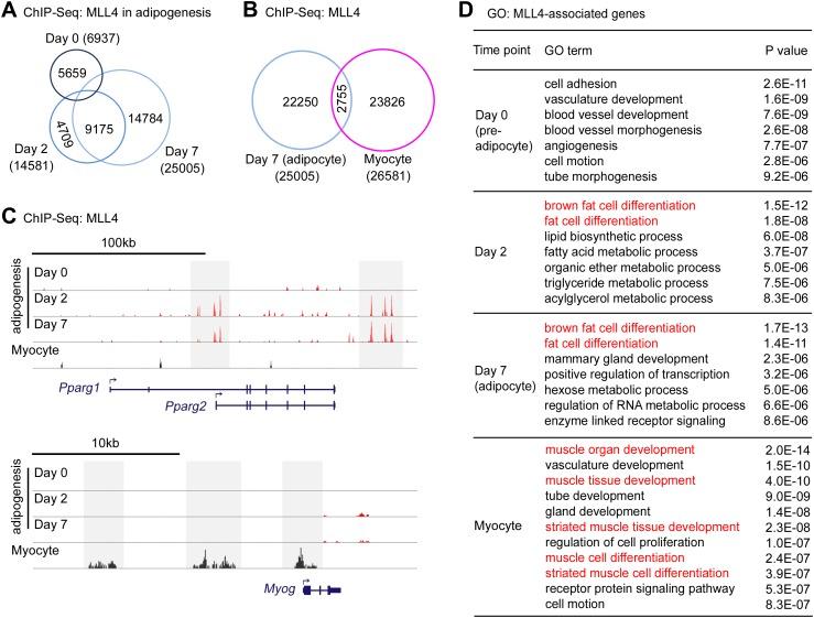 https://cdn.ncbi.nlm.nih.gov/pmc/blobs/4800/3869375/46232792a824/elife-01503-fig3.jpg
