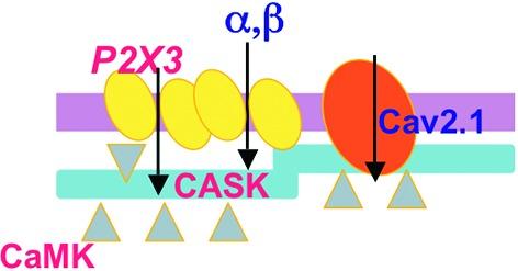 https://cdn.ncbi.nlm.nih.gov/pmc/blobs/4808/3849726/3cc16c0692b6/fncel-07-00236-g0002.jpg