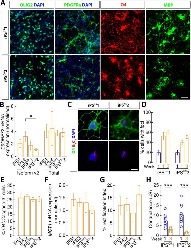https://cdn.ncbi.nlm.nih.gov/pmc/blobs/480a/4840312/8f74e88cda27/STEM-34-1040-g007.jpg